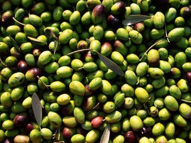 Olio di oliva dei colli Euganei: calo dell'80 per cento