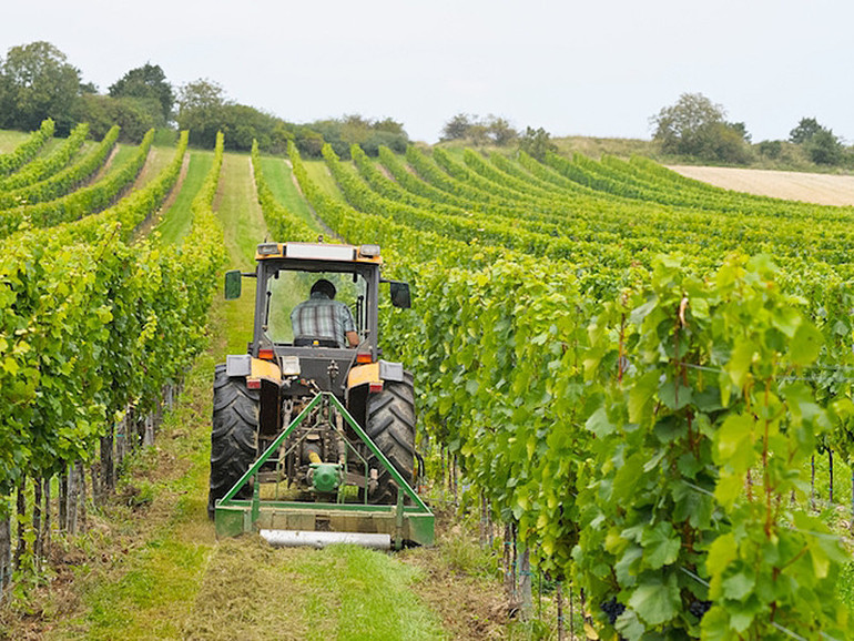 È stato un anno in chiaroscuro per l’agricoltura del Veneto