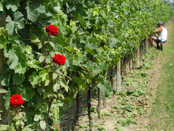 Si prova con Piwi, il vitigno resistente ai parassiti