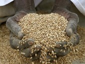 Ben 282 milioni di persone in 59 Paesi nel 2023 hanno sofferto di livelli elevati di fame acuta (+24 milioni)
