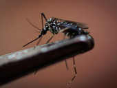 Dengue. L’infettivologo Cauda: “Nessun allarme, ma sorveglianza e attenzione”