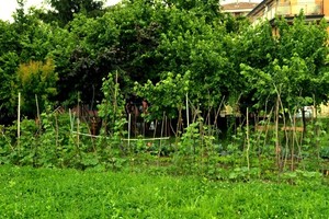 In futuro verranno creati orti botanici, giardinetti e percorsi scolastici