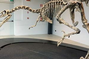 Il Cacciatore del Sud, 5 metri per 200 chilogrammi di peso, carnivoro del Cretaceo superiore (circa 70 milioni di anni fa)