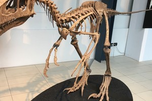 Il Mezzo uccello del Cretaceo superiore (circa 88 milioni di anni fa) era lungo 2 metri, pesava 40 chilogrammi ed era carnivoro