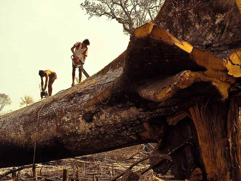 Il contrabbando del legname dietro alla crescita della Cambogia