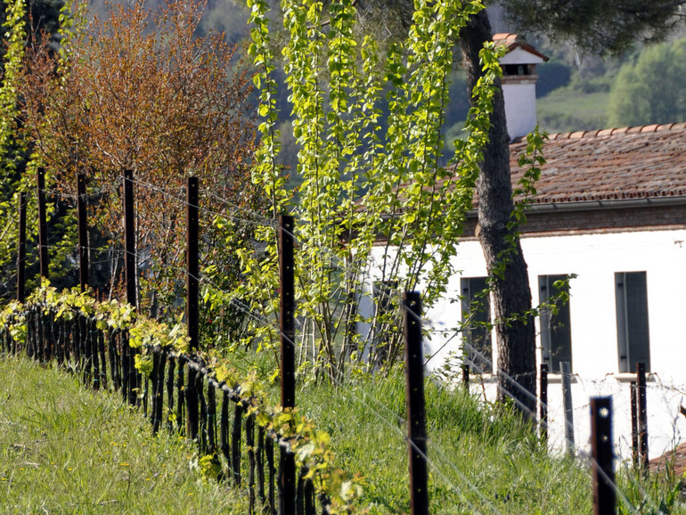 Colli Euganei, il parco si "allarga" Colli Euganei, il parco si "allarga"