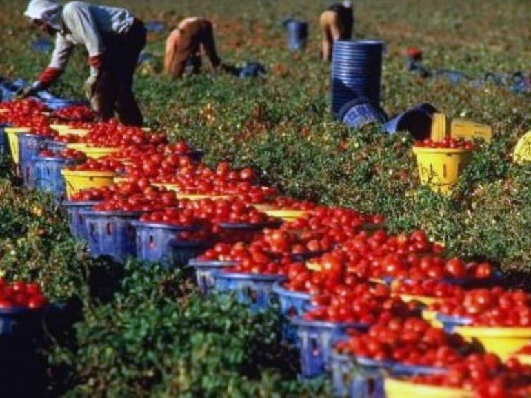 Caporali e lavoro nero in agricoltura, anche il Veneto tra le regioni a rischio