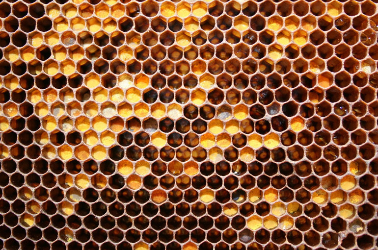 2021, l’anno del grande gelo sul miele veneto. Azzerata la produzione di miele d’acacia, meno 80 per cento per il millefiori