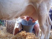 A difesa del latte italiano. La Coldiretti è impegnata nella tutela dalle speculazioni straniere