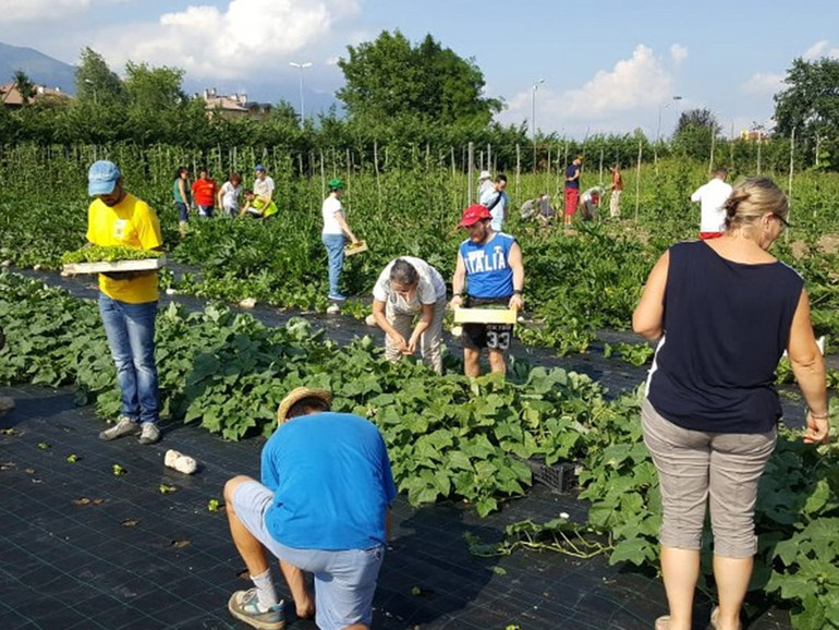 A Feltre seminano e raccolgono gli agricoltori con sindrome di Down