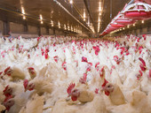 Agenzia per le erogazioni in agricoltura. Aviaria dei polli, c'è più tempo per gli indennizzi. 