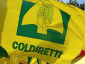 Agroalimentare: Coldiretti, scatta etichetta Made in Italy per prosciutti e salumi. Stop a carne straniera spacciata per italiana