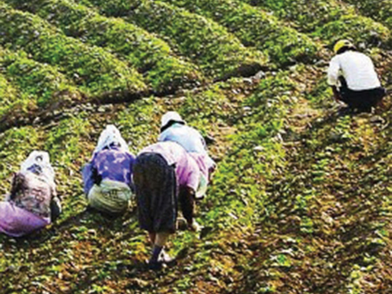 Agroalimentare criminale anche nelle etichette. Abitudine becera e dannosa, quella di appioppare a molti alimenti nomi che ricordano la malavita