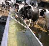 Allerta caldo nelle stalle padovane: 10 per cento di latte in meno. L'allarme di Coldiretti
