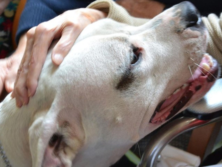 Alzheimer e pet therapy: storia di Alberto e del cane che lo ha “riportato alla vita”