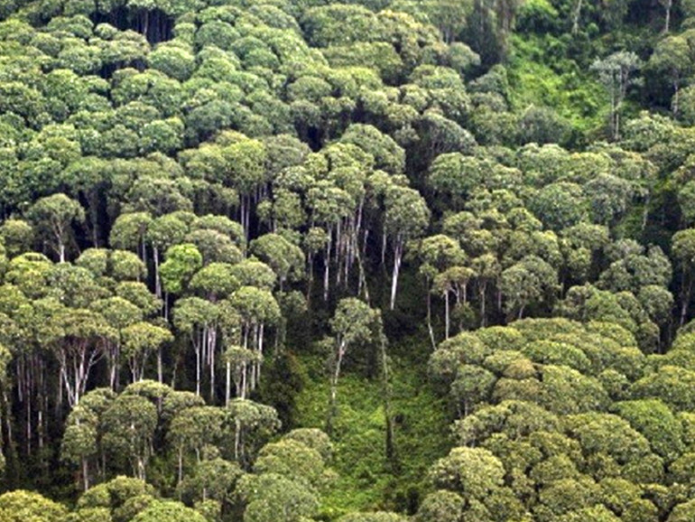 Amazzonia, dal 2000 persa un'area forestale pari alla Germania Amazzonia, dal 2000 persa un'area forestale pari alla Germania
