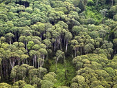 Amazzonia, dal 2000 persa un'area forestale pari alla Germania