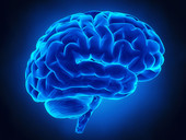 "Appuntamento con il cervello. Tra neuroscienze e neurochirurgia". Martedì 26 novembre al Collegio Gregorianum