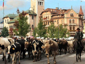 Asiago. Per san Matteo tornano Fiera e transumanza