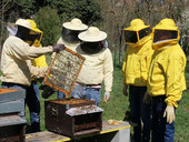 Bee my job: in cinque anni 170 migranti sono diventati apicoltori