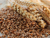 Blocco del frumento. L’Etiopia mette da parte il grano