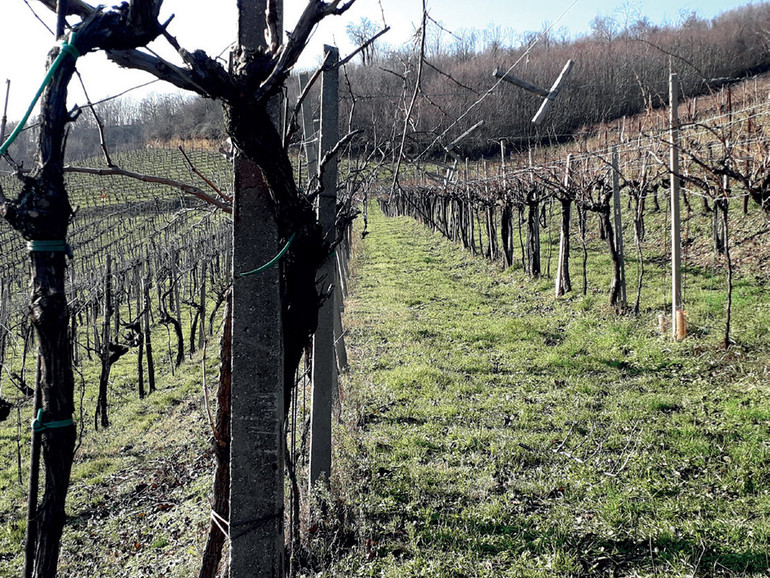 C’è un rischio doccia fredda nel 2023 per il vino italiano?