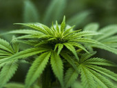 Cannabis e adolescenti: ecco come le politiche cambiamo il consumo