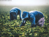 Caritas. Sfruttamento lavorativo. Sono numerosi i lavoratori invisibili, ce ne accorgiamo?