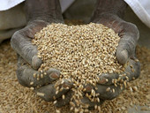 Cereali: prezzi sempre più bassi. Le forti importazioni dall’estero deprimono le semine e accrescono le crisi delle imprese