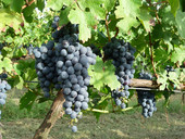 Che stagione ci aspetta? Trittico vitivinicolo Veneto, primo focus