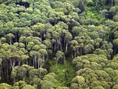 Clima, la Toscana punta su alberi in città: bando da 5 milioni per 63 comuni