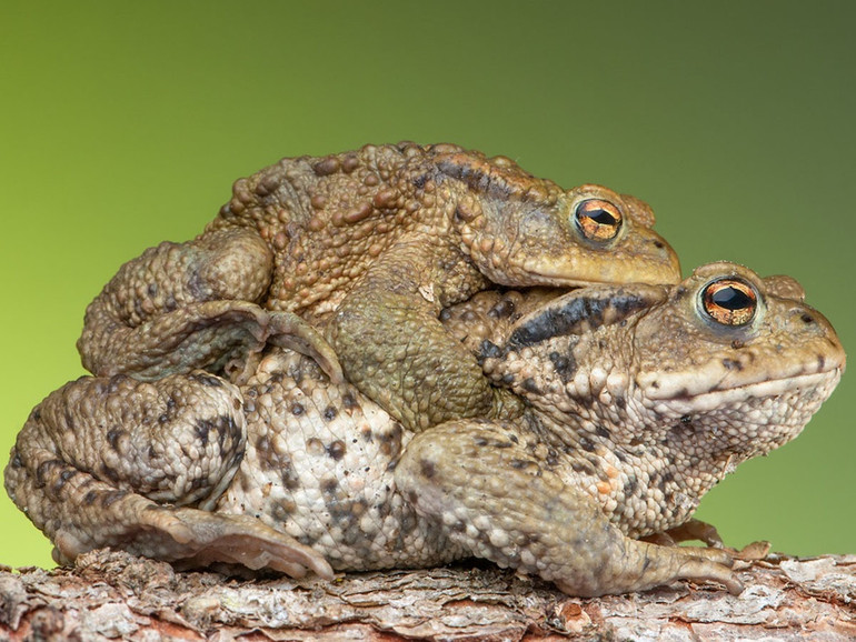 Colli Euganei per la biodiversità. Reti contenitive per rospi migranti