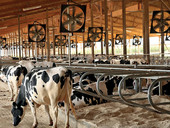 Costi energetici. Chiusi 150 allevamenti di vacche da latte