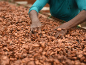 Dal 1° ottobre tornano le settimane del commercio equo Fairtrade: fare la spesa “green” diventa un gioco online