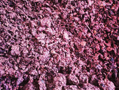Dal vino ai biocarburanti, il passo oggi è più breve