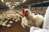  Dalla Ue 11 milioni a sostegno degli allevatori italiani provati dall'influenza aviaria