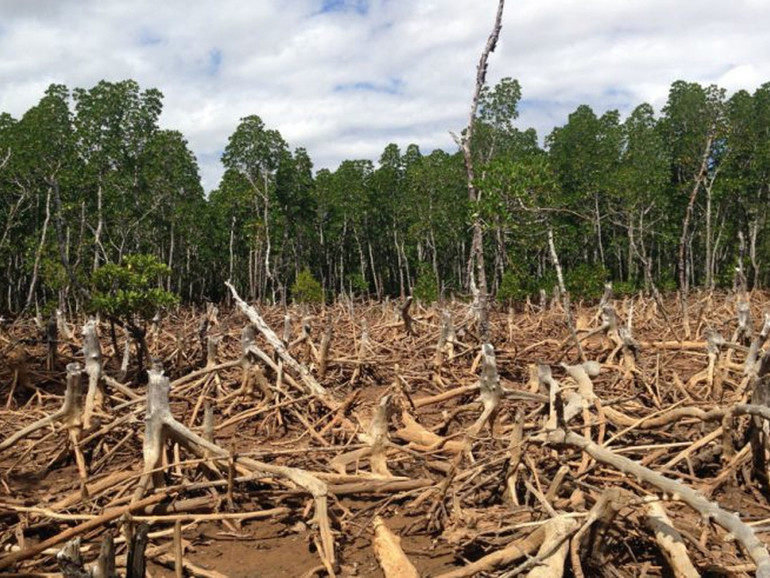 Deforestazione, riscaldamento globale, nuovi virus: dall’Amazzonia la prossima pandemia