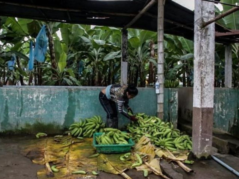 Ecuador, la produzione di banane cresce tra diritti violati e mancato rispetto dell’ambiente