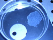 Embrioni umani sintetici da staminali embrionali: Spagnolo (Cattolica), “il fine non giustifica mai la distruzione di un embrione”