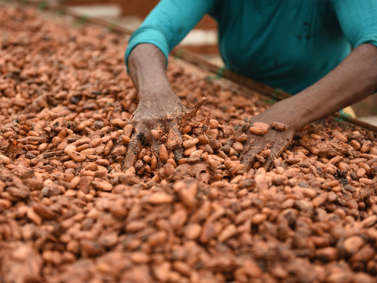 Fairtrade: 2,5 milioni di euro di Premio per rafforzare le filiere agricole