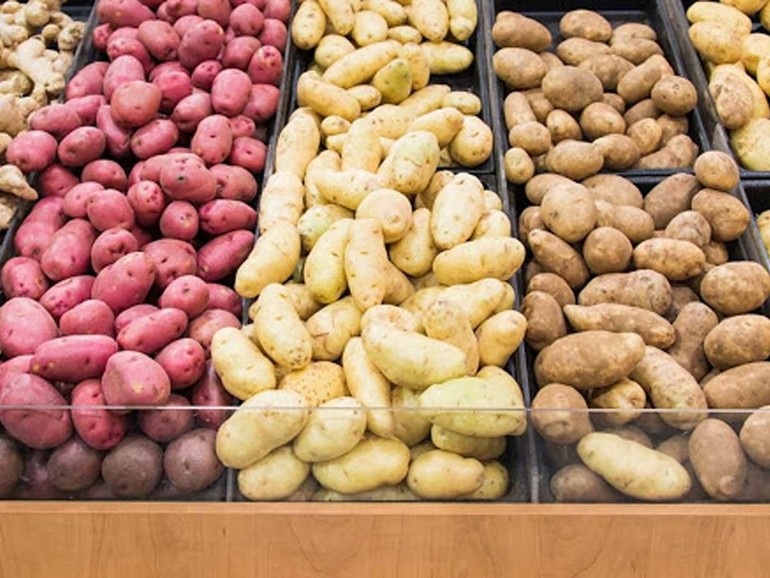 Germania: piantare patate rare per difendere il Creato. Parte la “KartoffelAktion 2021” per la salvaguardia della biodiversità