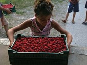 I “frutti” della pace. Gemellaggio tra "Padova e Sarajevo" che dura da tre decenni