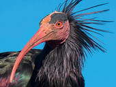Il paladino degli ibis a rischio estinzione. Sono rimasti solo 550 esemplari selvatici