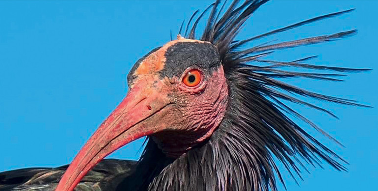 Il paladino degli ibis a rischio estinzione. Sono rimasti solo 550 esemplari selvatici