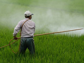 In Brasile i pesticidi fanno vittime tra indigeni e figli dei contadini