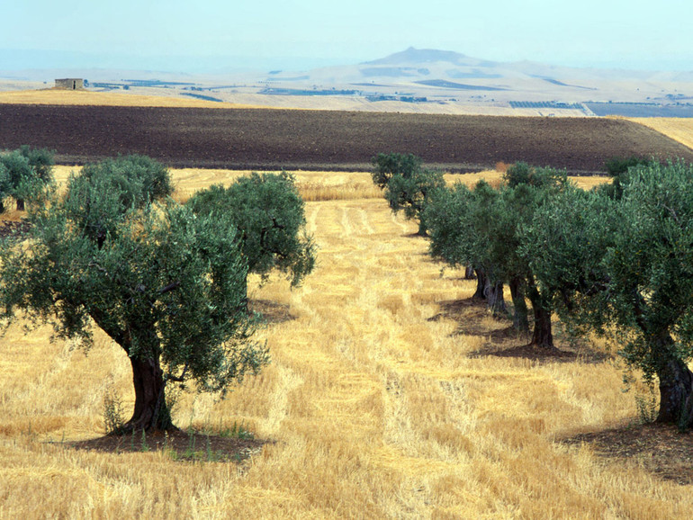 In Puglia, la regione più vocata all'olivicoltura, 350 mila aziende temono per il loro futuro