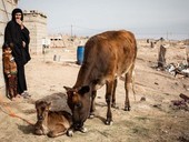 Iraq, quasi 15 mila sfollati per mancanza di acqua