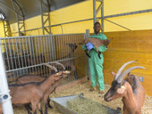Kwabena, il ragazzo che cura le capre. E che ora rischia di dover tornare in Ghana