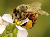 L’agricoltura globale delle api e della biodiversità. Il sistema della produzione agroalimentare deve continuare ad essere diversificato e libero
