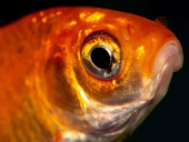 L’insospettabile pesce rosso. L'invadente e dannosa presenza dei pesci rossi nei bacini del Nord America